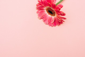 Gerber on a pink background. single flower on pastel background.