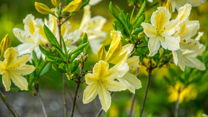 Fototapeta na wymiar Yellow Azalea, Rhododendron molle, bush blooming in springtime