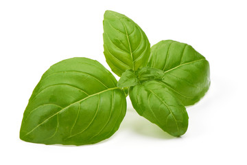 Basil leaves, fresh spice, close-up, isolated on white background