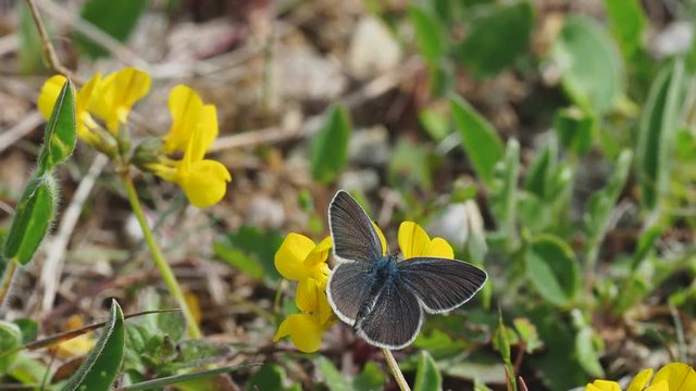 Small blue butterfly ( Cupido minimus )