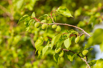 The ovary of the fruit apricot. Fruit development, initial phase. Green apricot ovary.
