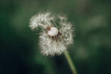 dandelion on green background