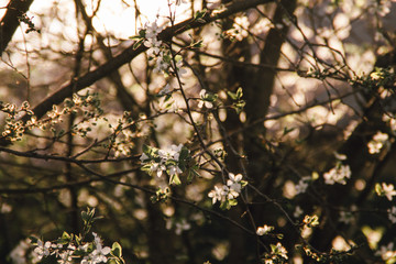 blooming cherry tree in spring