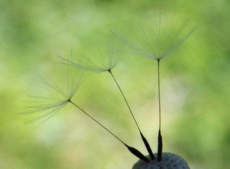dandelion seeds in the spring