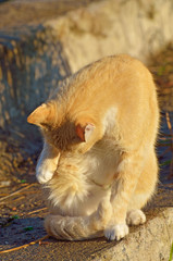 The red cat went out to hunt.