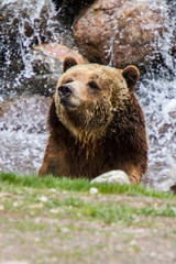 Obraz premium Grizzly Bear