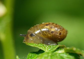 Snail sitting on a leaf of the plant.