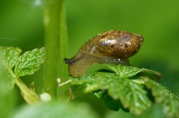 Snail sitting on a leaf of the plant.