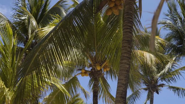 tall green palm trees sway against the sky. 4k