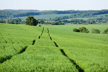 Fototapeta na wymiar Agricultural landscape. Wheel trail in field of green wheat in bright summer day