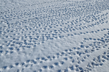 Traces of birds on the snow.