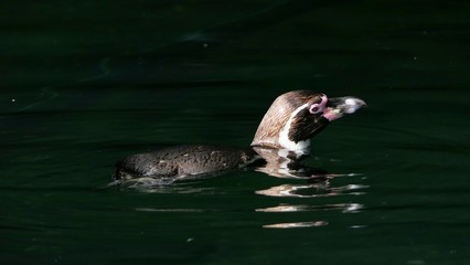  Humboldt penguin swimming in the dark