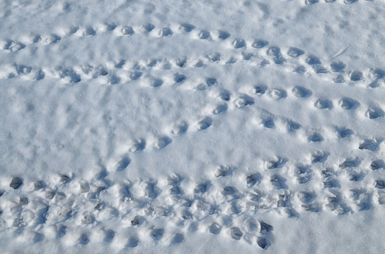 Traces of birds on the snow.