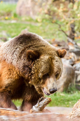 Obraz premium Grizzly Bear