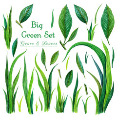 big set of watercolor green grass and leaves. Watercolor fresh green grass and leaves isolated on white background. Hand drawn watercolor illustration of various grass and leaves elements. Spring