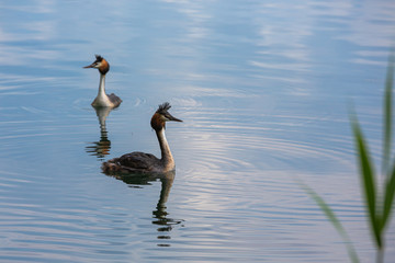 Great Crested Grebe