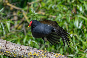Common moorhen (Gallinula chloropus) perched on branch.