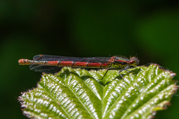 Large red damselfly (Pyrrhosoma nymphula)