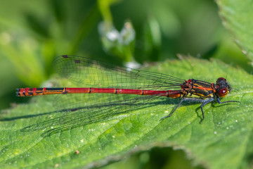 Large red damselfly (Pyrrhosoma nymphula)