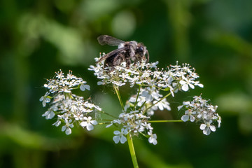 Ashy mining bee (Andrena cineraria)