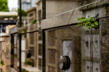 Unexpected life surrounded by death