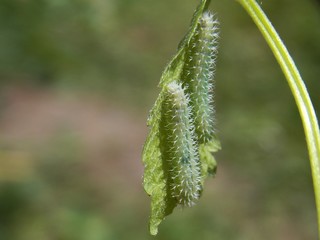 two green caterpillars on the list