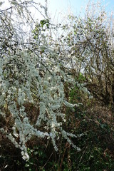 arbre sur un champ de randonnée