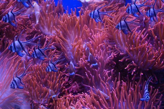 Pesci tropicali in mezzo alle anemoni di mare