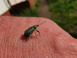Beetle