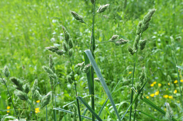 Flowering Dactylis glomerata