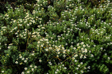 Fototapeta na wymiar Wild flowers called daisey in a garden. White small flower with yellow center.