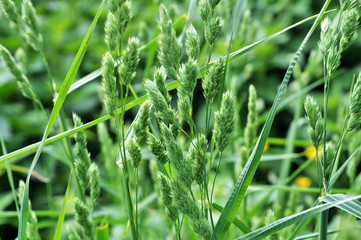 Flowering Dactylis glomerata