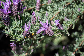 Bee collecting pollen from French Lavender, Macro