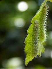 Fototapeta premium two green caterpillars on the list