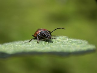 one beetle on the green list