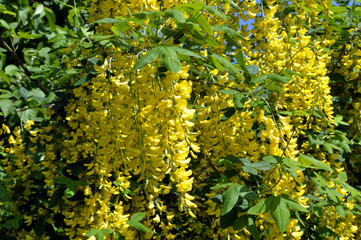 Acacia blossom is yellow (Caragana arborescens)