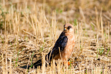 Bird of prey. Natural background. Bird: Red footed Falcon. Falco vespertinus