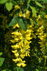 Acacia blossom is yellow (Caragana arborescens)