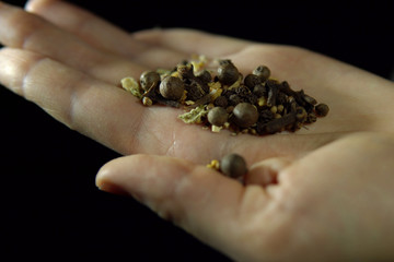 Close-up of human fingers move a handful different spice in hand on a black background,selection of seasonings for pickling vegetables.