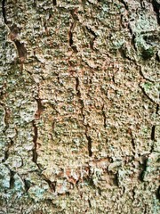 Bark