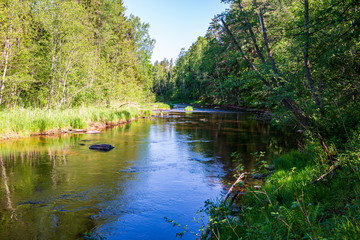 scenic river view landscape of forest rocky stream with trees on the shores