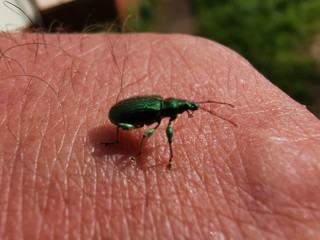 Beetle