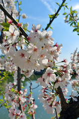 Pink and white blossoms of a sakura cherry prunus tree