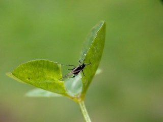 a little black beetle on the clover list
