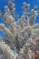 Pink and white blossoms of a sakura cherry prunus tree