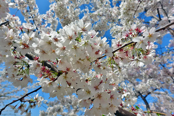Pink and white blossoms of a sakura cherry prunus tree