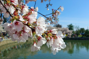 Pink and white blossoms of a sakura cherry prunus tree