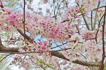 Pink and white blossoms of a sakura cherry prunus tree