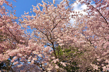 Pink and white blossoms of a sakura cherry prunus tree