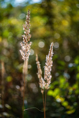 colorful tree leaves in sunny autumn in nature